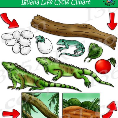 animal life cycles Archives - Page 2 of 4 - Clipart 4 School