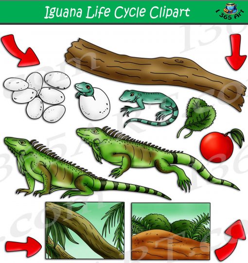 Iguana Life Cycle Clipart