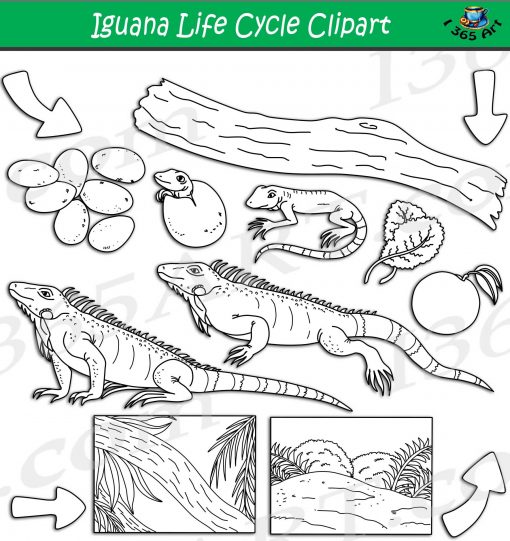 Iguana Life Cycle Clipart
