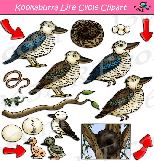 Kookaburra Life Cycle Clipart