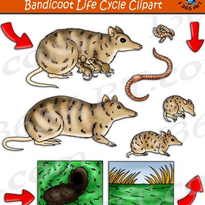 Bandicoot's Life Cycle Clipart