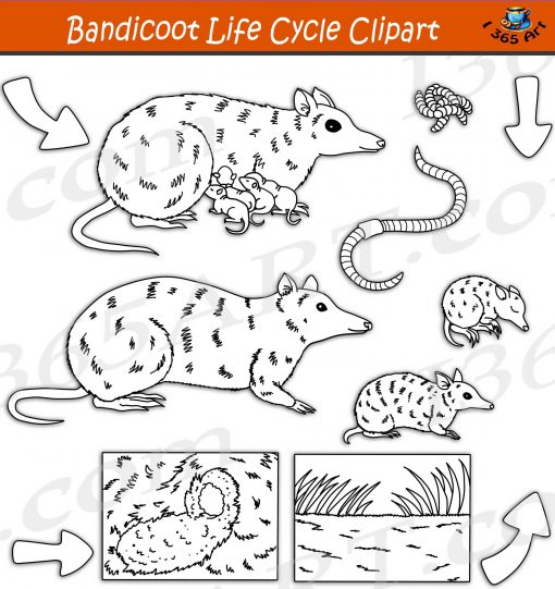 Bandicoot's Life Cycle Clipart