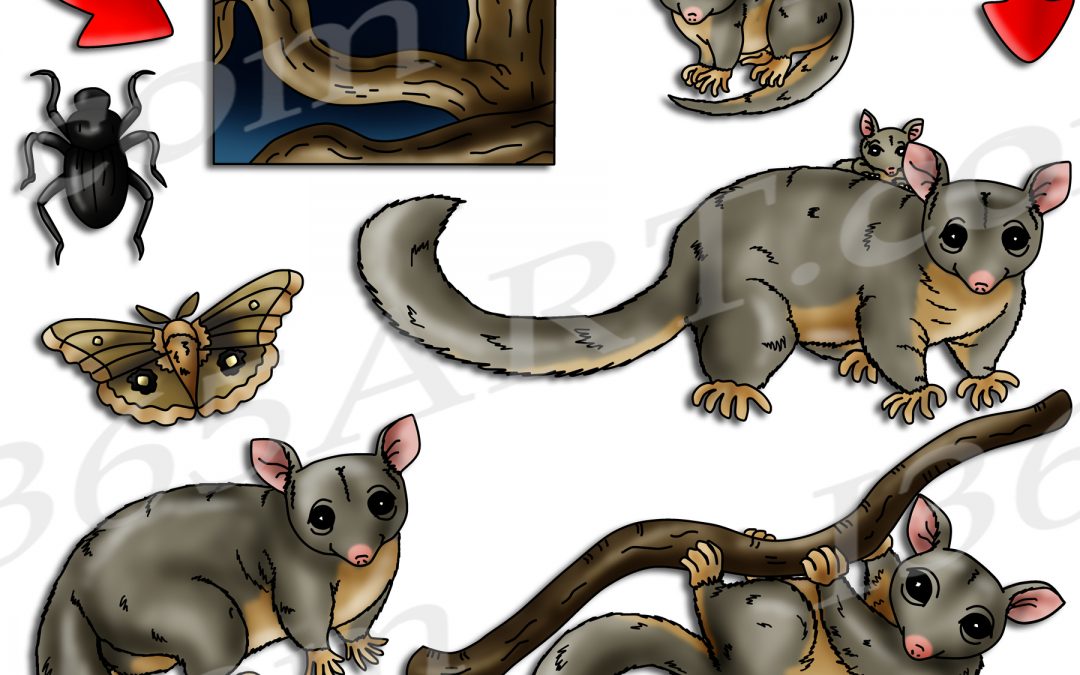 Leadbeater’s Possum Life Cycle Clipart Set Download