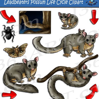 Leadbeater's Possum Life Cycle Clipart