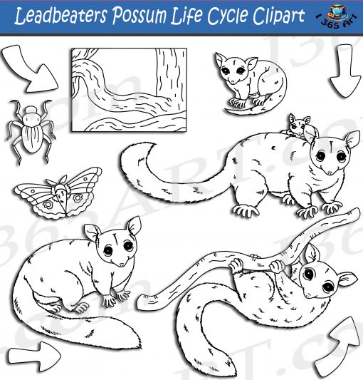 Leadbeater's Possum Life Cycle Clipart