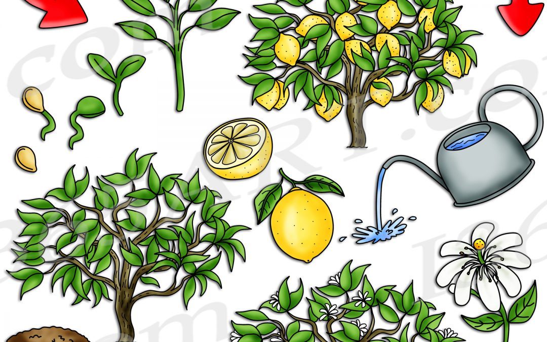 Lemon Tree Life Cycle Clipart Set Download