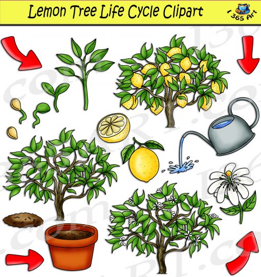 Lemon tree life cycle clipart