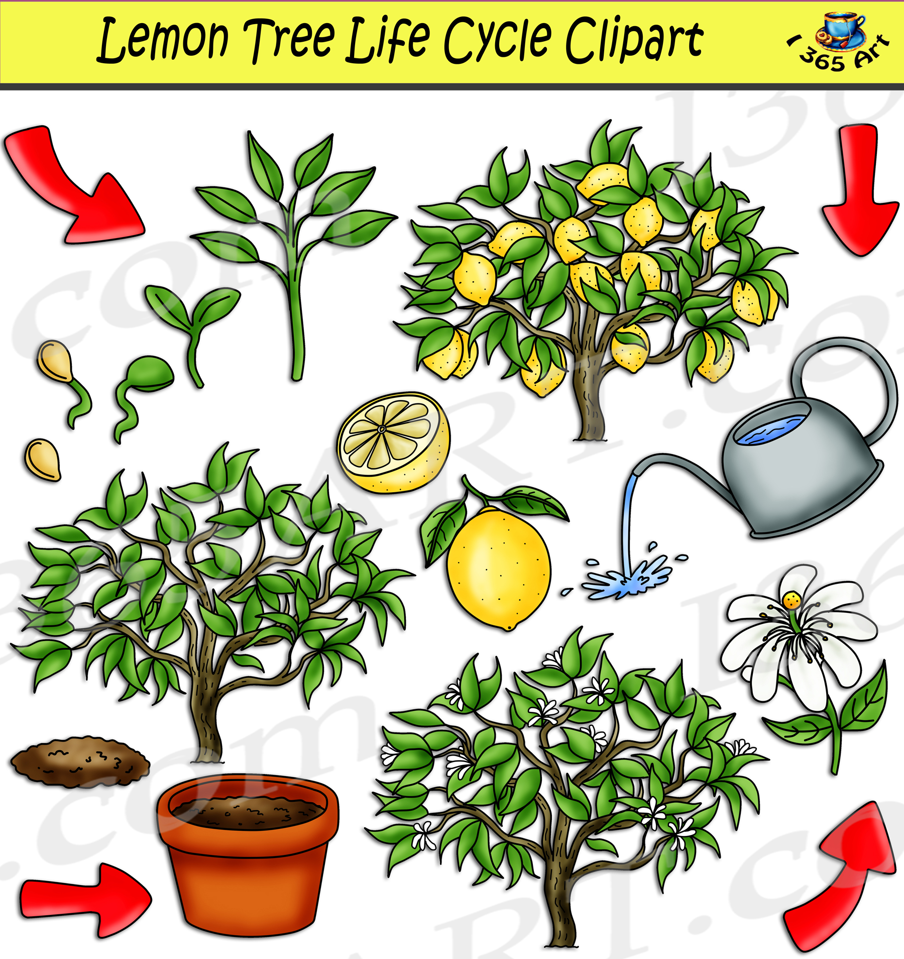 Строение лимонного дерева