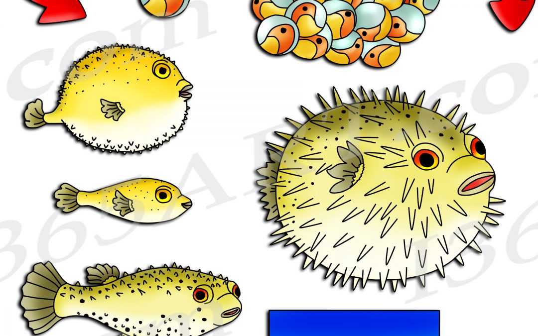 Puffer Fish Life Cycle Clipart Set Download