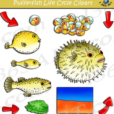 Puffer Fish Life Cycle Clipart