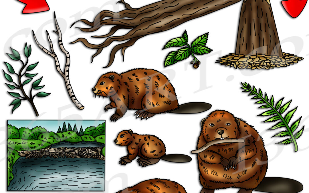 Beaver Life Cycle Clipart Set Download