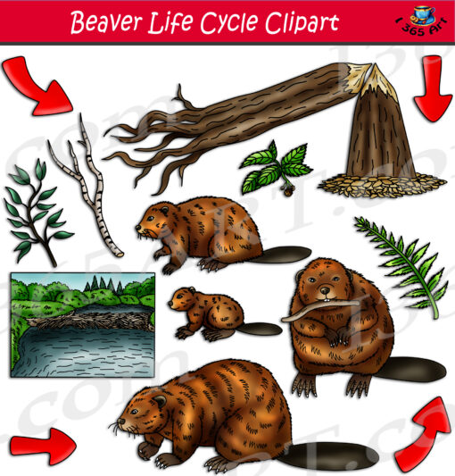 Beaver Life Cycle Clipart