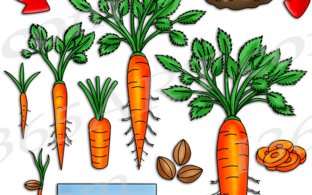 Carrot Life Cycle Clipart Set Download