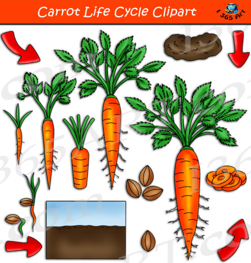 Carrot Life Cycle Clipart