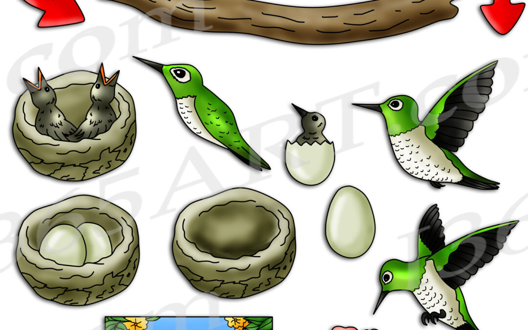 Hummingbird Life Cycle Clipart