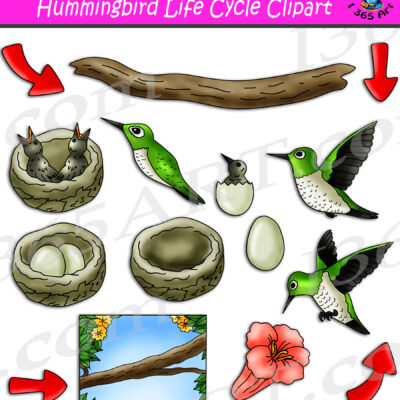 Hummingbird Life Cycle Clipart