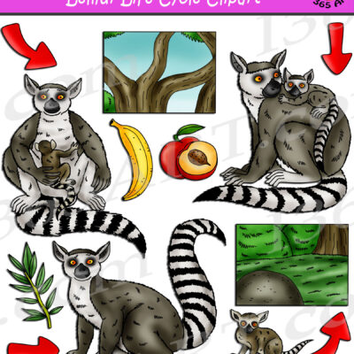 Lemur Life Cycle Clipart