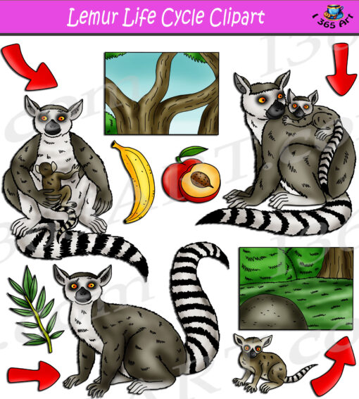 Lemur Life Cycle Clipart
