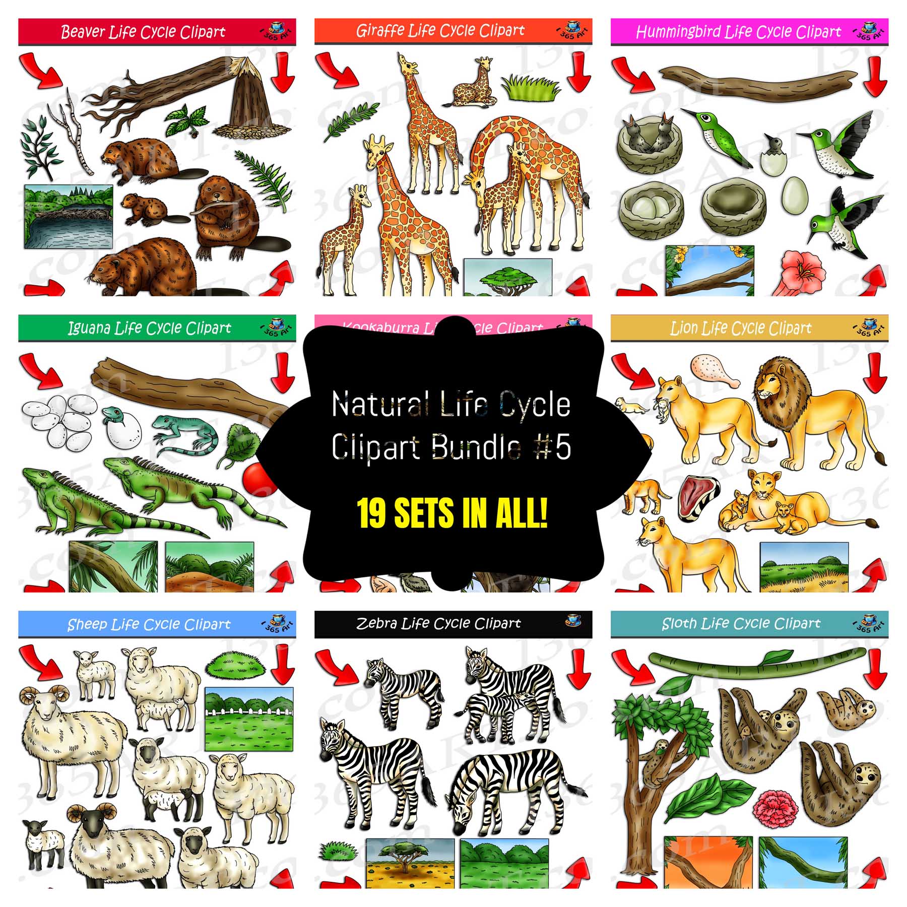 Lion Life Cycle And Parts Of The Lion Part Cards Blackline Masters 