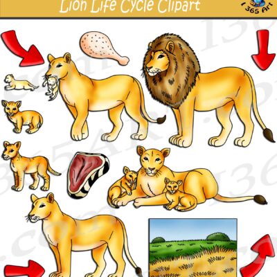 Lion Life Cycle Clipart