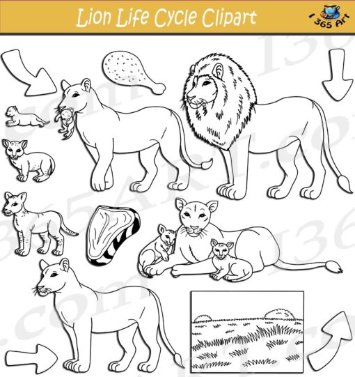 Lion Life Cycle Clipart