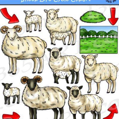 Sheep Life Cycle Clipart