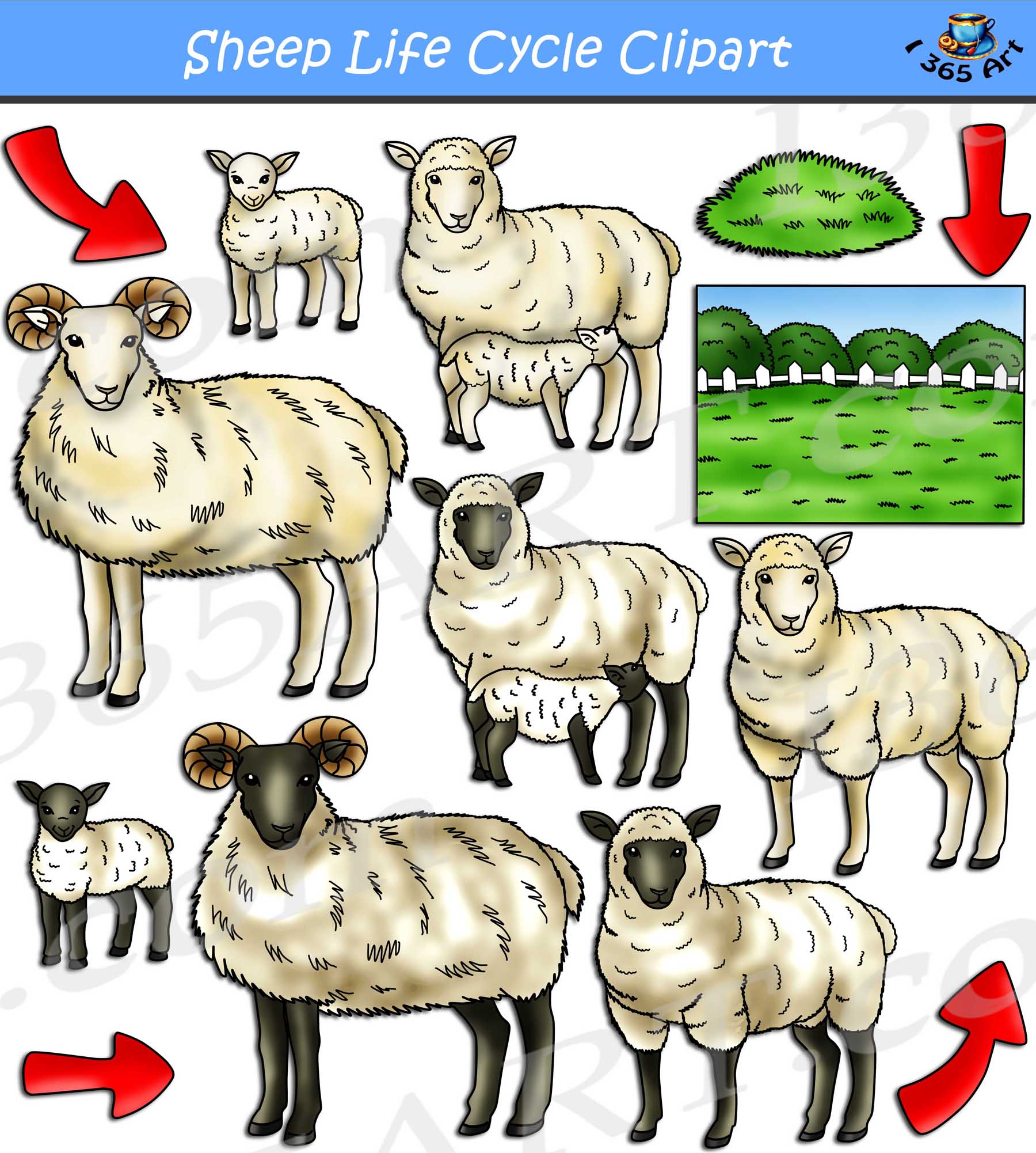 sheep clipart
