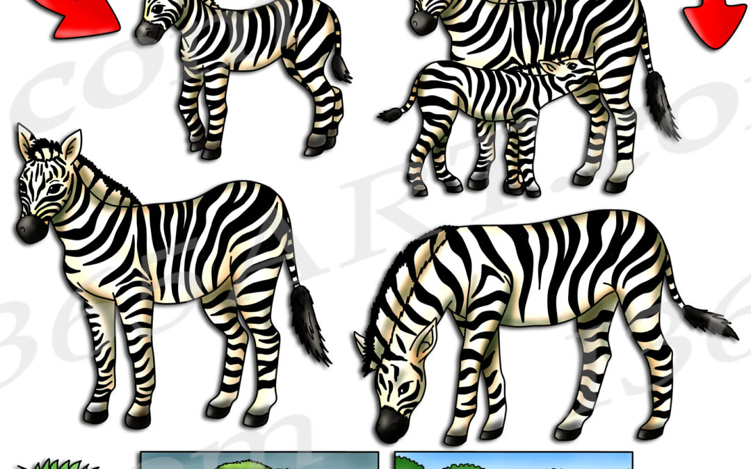 Zebra Life Cycle Clipart Set Download