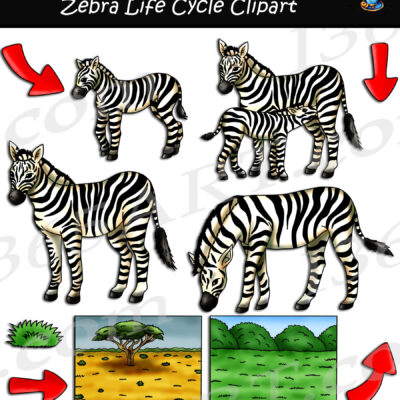 Zebra Life Cycle Clipart