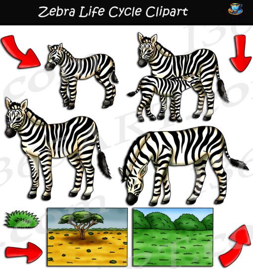 Zebra Life Cycle Clipart