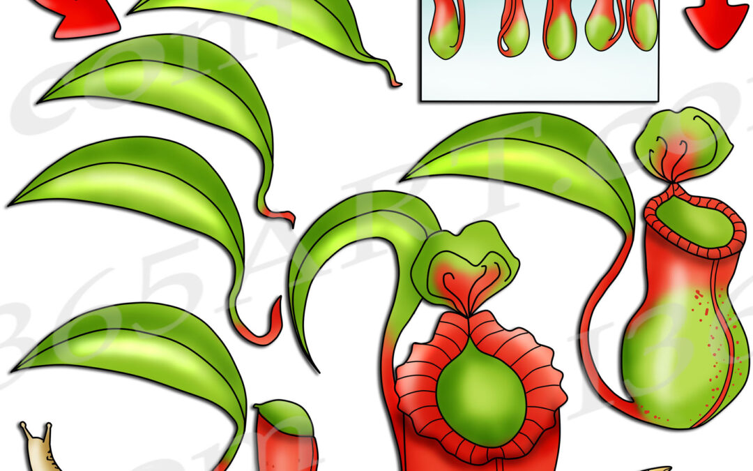 Pitcher Plant Life Cycle Clipart Set Download