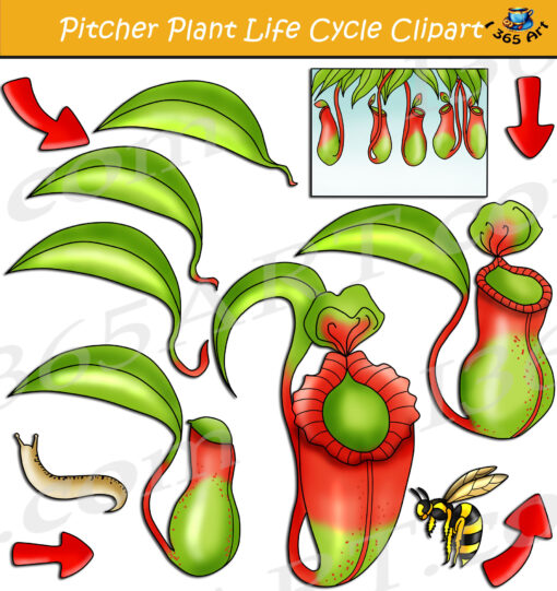 Pitcher Plant Life Cycle Clipart