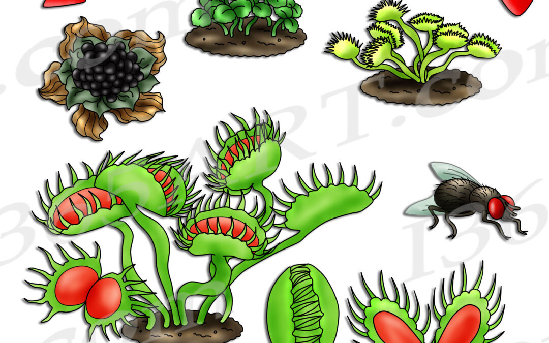 Venus Flytrap Life Cycle Clipart Set Download