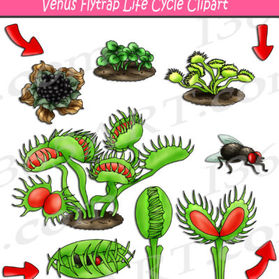 Venus Flytrap Life Cycle Clipart