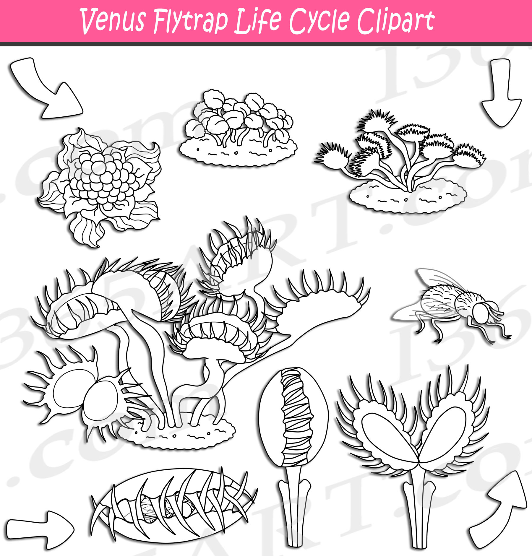 Venus Flytrap Life Cycle Clipart Set Download | lupon.gov.ph