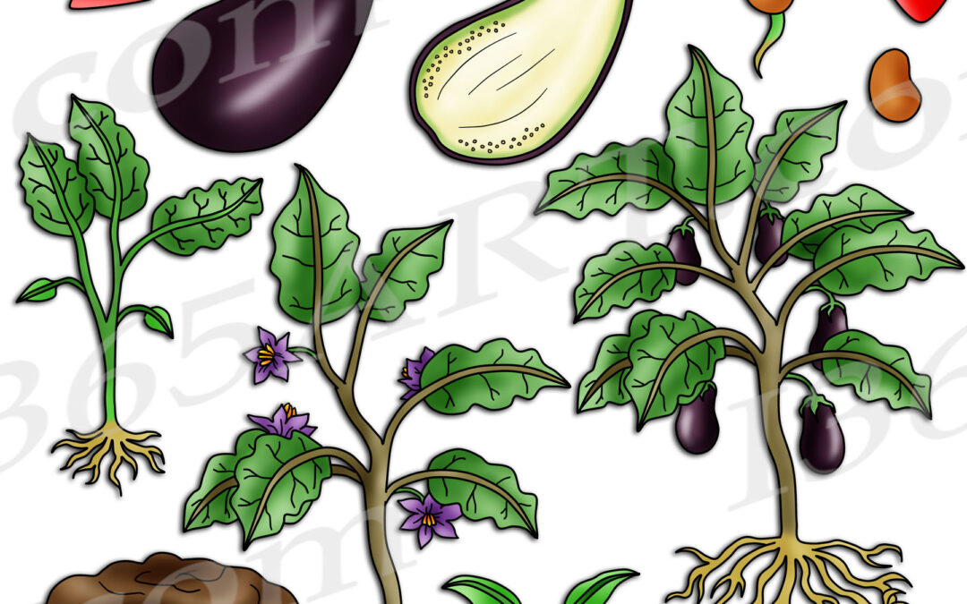 Eggplant Life Cycle Clipart Set Download
