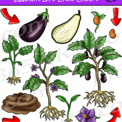 Eggplant Life Cycle Clipart