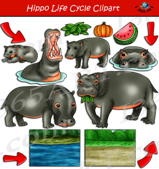 Hippo Life Cycle Clipart