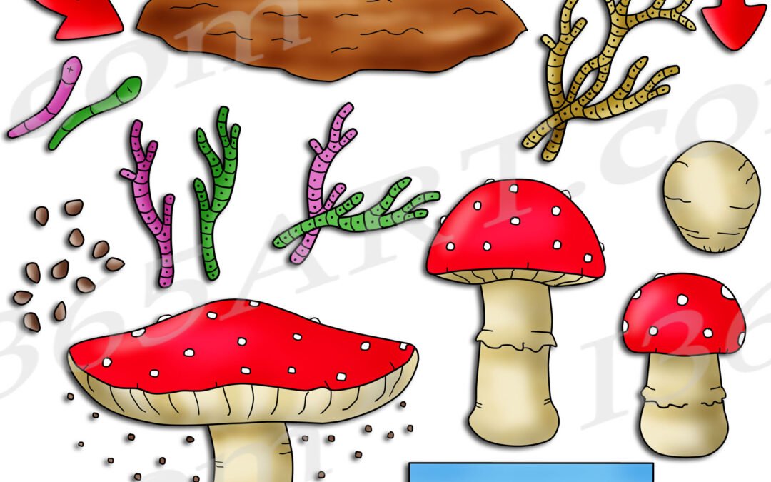 Mushroom Life Cycle Clipart Set Download
