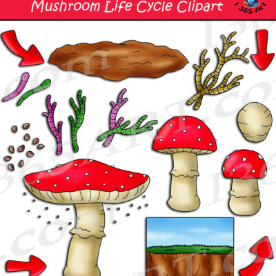 Mushroom Life Cycle Clipart