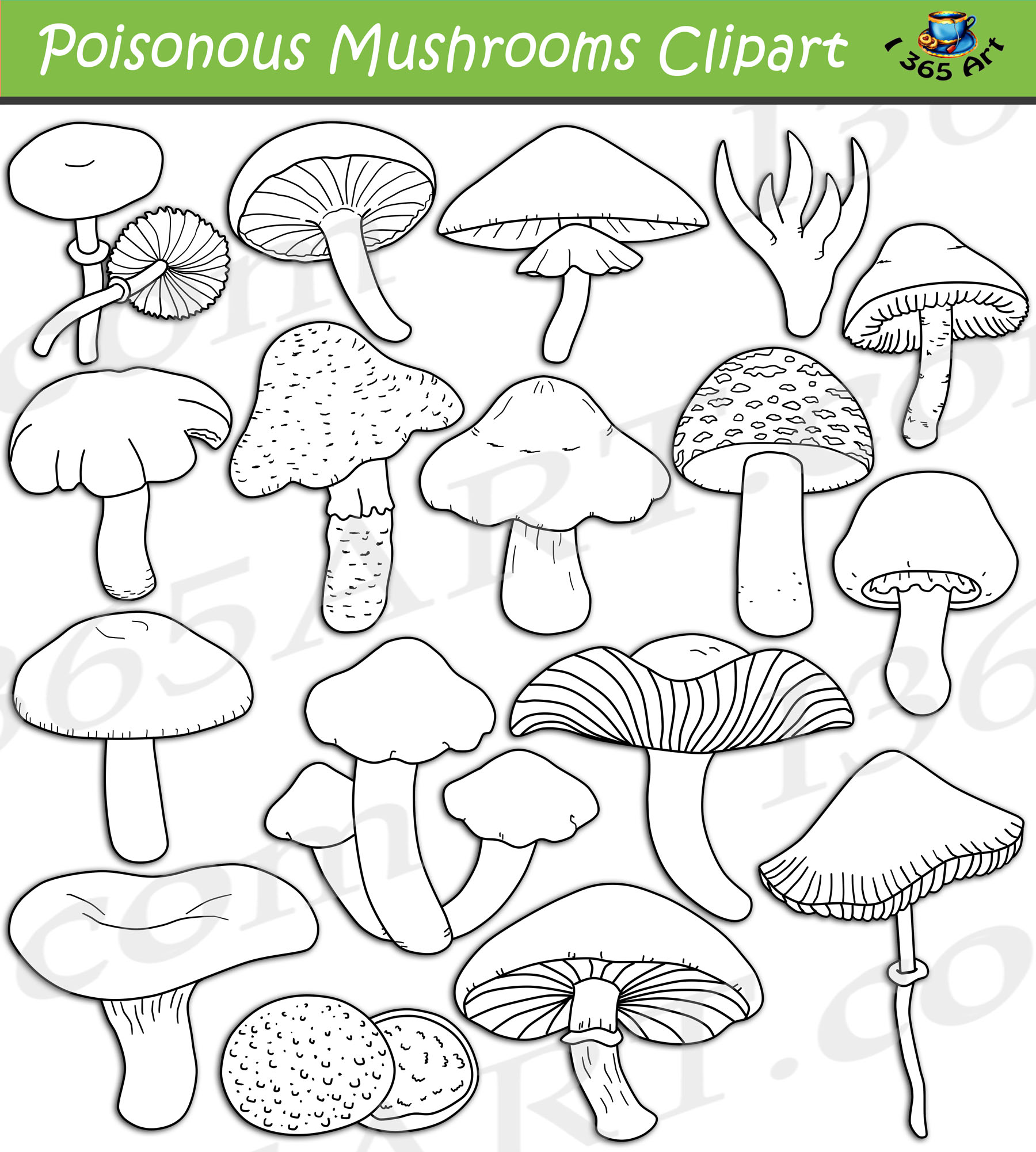 destroying angel mushroom images and clipart