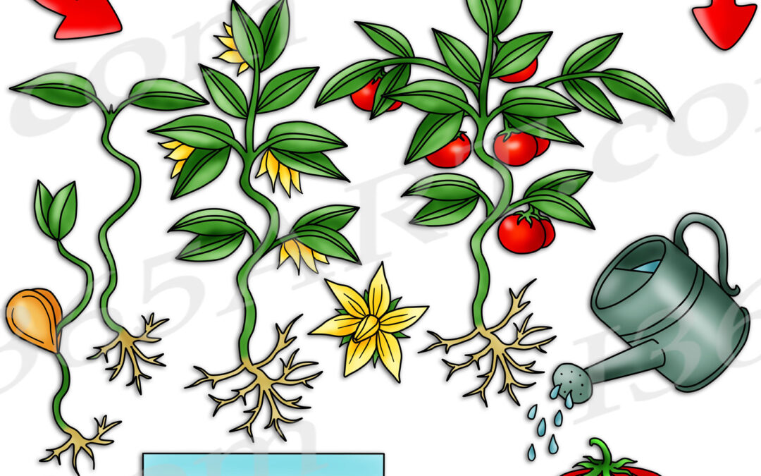 Tomato Life Cycle Clipart Set Download