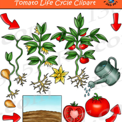Tomato Life Cycle Clipart