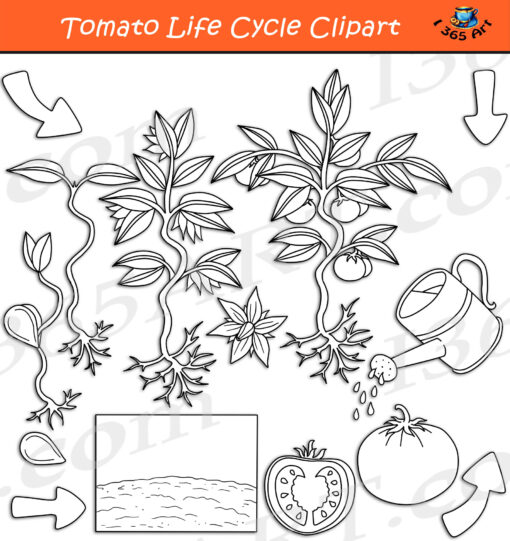 Tomato Life Cycle Clipart