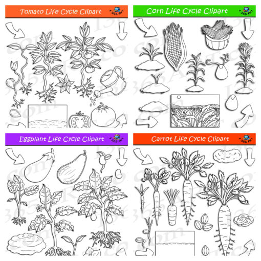 Vegetable Life Cycle Clipart