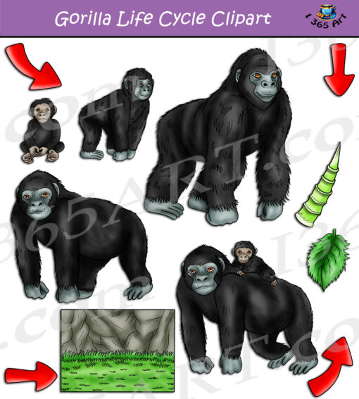 Gorilla Life Cycle Clipart