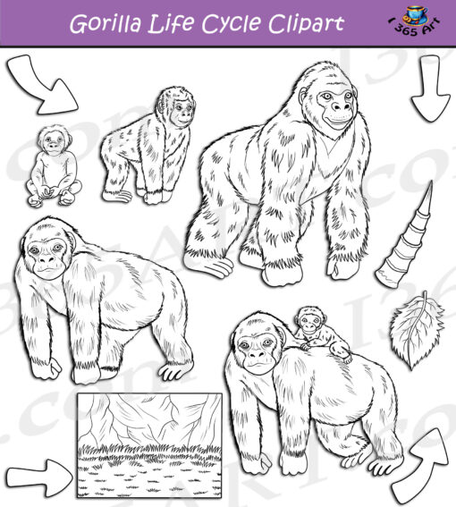 Gorilla Life Cycle Clipart