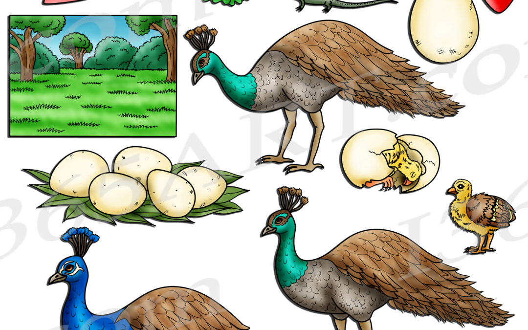 Peacock Life Cycle Clipart Set Download