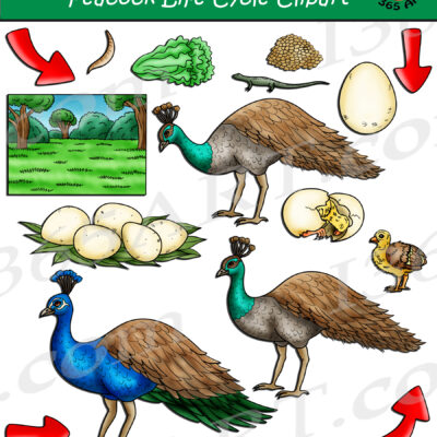 Peacock Life Cycle Clipart