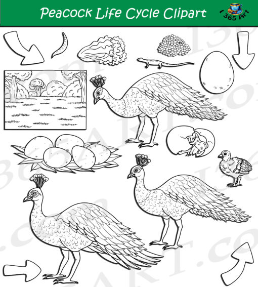 Peacock Life Cycle Clipart